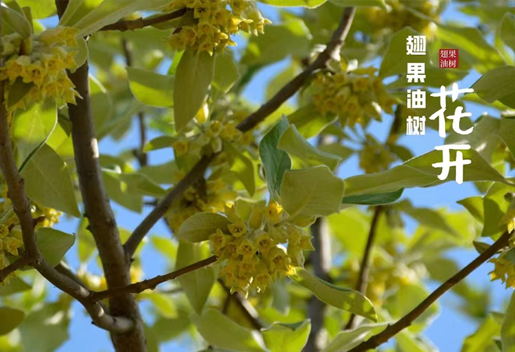 翅果油树