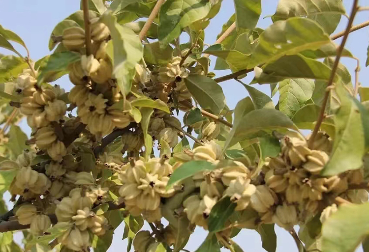 翅果油树分布范围是什么?
