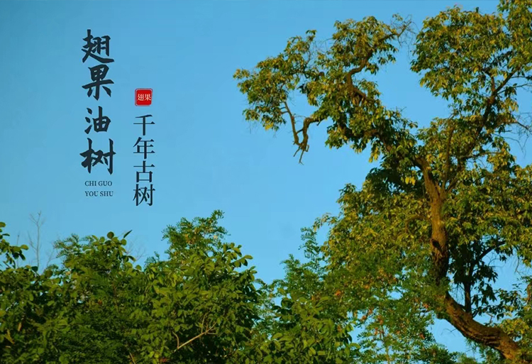 翅果油树